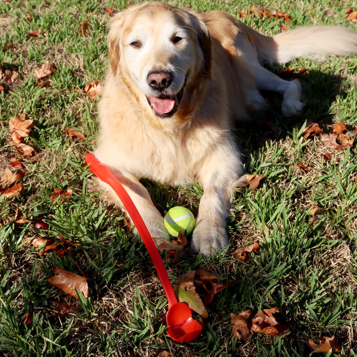 A golden retriever lying on grass holds a tennis ball, next to a red ball launcher. Autumn leaves scattered around.